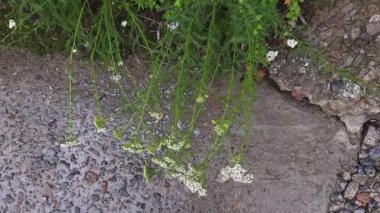 Stems of blooming yarrow under falling water on concrete surface