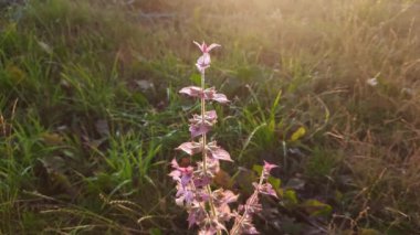 Stem of blooming salvia at sunset backlit