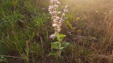 Stem of blooming salvia at sunset backlit