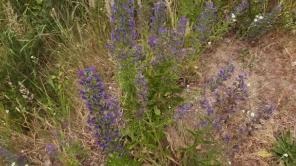 Stems Blooming Blueweed Other Grass Meadow — Stock Video