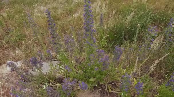 Stems Blooming Blueweed Other Grass Meadow — Vídeo de Stock