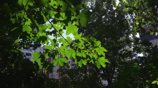 Κλάδος Σφενδάμου Ενάντια Στα Άλλα Δέντρα Και Πολυώροφο Κτίριο — Αρχείο Βίντεο