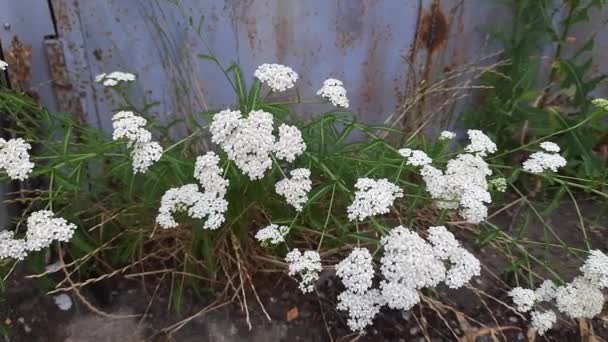 Stems Blooming Yarrow Next Old Painted Metal Gate — Wideo stockowe