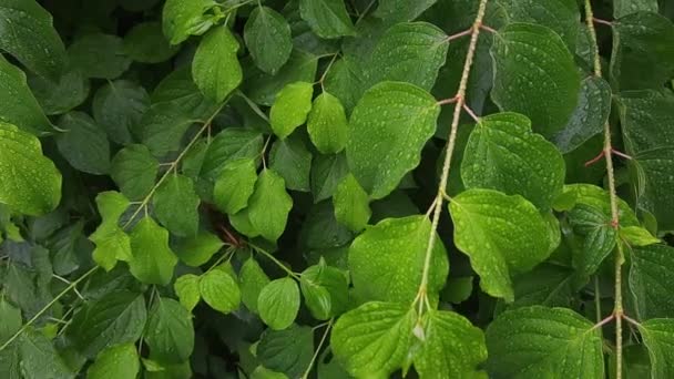 Branches Green Osier Leaves Covered Water Drops — Video