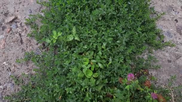 Common Knotgrass Covered Water Drops Next Concrete Surface — Vídeo de Stock