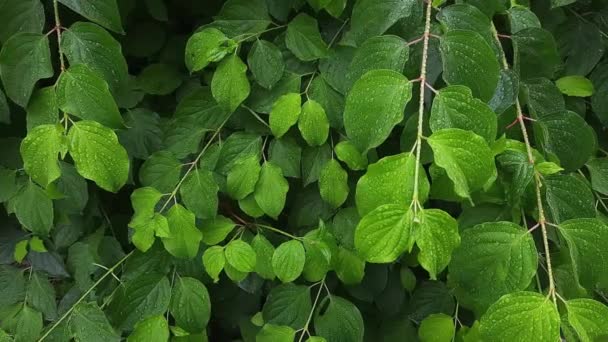 Ветви Зеленого Озира Листьями Покрытыми Каплями Воды — стоковое видео