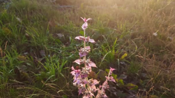 Stem Blooming Salvia Sunset Backlit — Stock Video