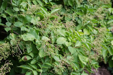 Bush of sambucus, also known as elder or elderberry with green unripe berries, selective focus