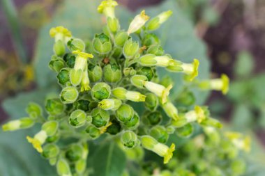 Nicotiana plant of species Nicotiana rustica also known as Aztec tobacco or strong tobacco with yellow flowers and young fruits on field, top view close-up on a blurred background