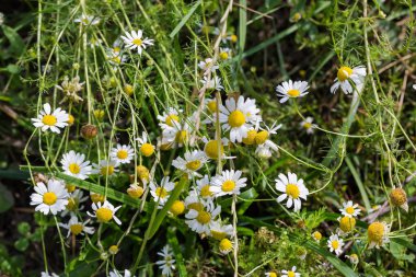 Blooming chamomiles of species Matricaria chamomilla or wild chamomile on the meadow among the other grass, close-up in selective focus