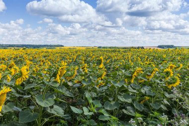 Edge of the field of blossom sunflowers on a blurred background of the distant trees and cloudy sky
