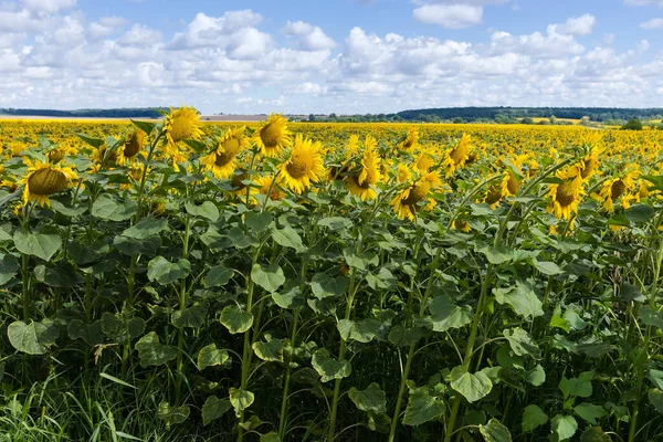 Blooming sunflowers on a field edge on a blurred background of the rest of field, distant trees and cloudy sky