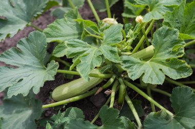 Bush of vegetable marrow with leaves, flowers and young light green fruits on a field