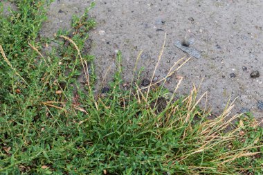 Stems of the common knotgrass with leaves covered with water drops among the other grass next the wet old concrete surface during a rain, top view