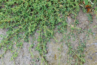 Stems of the common knotgrass with leaves covered with water drops on the wet old concrete surface during a rain, top view