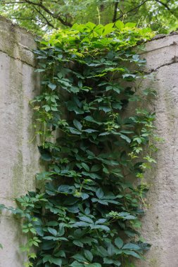 Hanging stems of the maiden grapes with green leaves in the upper part of the old retaining wall with a rough surface