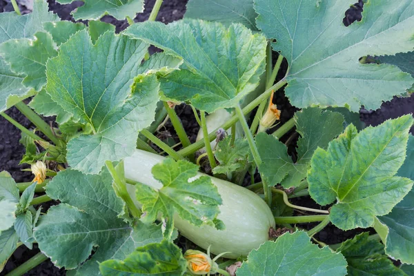 Bush of vegetable marrow with leaves, flowers and young light green fruits on a field