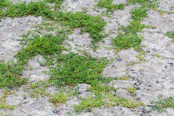 Bushes Common Knotgrass Leaves Covered Water Drops Growing Cracks Old — Fotografia de Stock