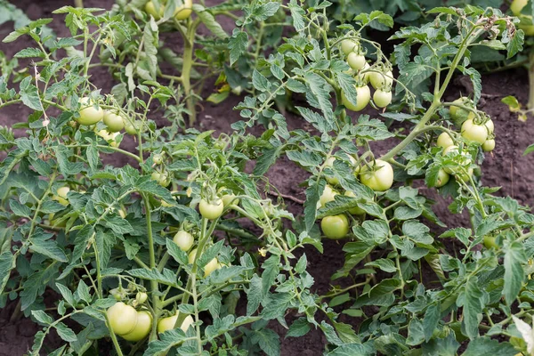 Tomato planting with ripening green tomatoes on a field in overcast weather