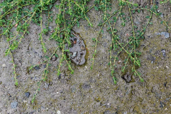 Stems Common Knotgrass Leaves Covered Water Drops Wet Old Concrete — 图库照片