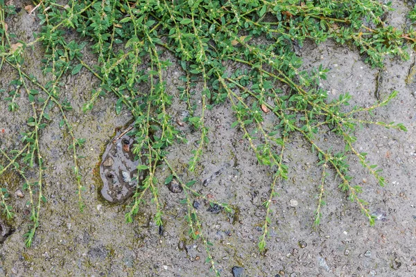 Stems Common Knotgrass Leaves Covered Water Drops Wet Old Concrete — Fotografia de Stock