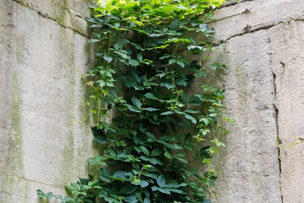 Hanging Stems Maiden Grapes Green Leaves Upper Part Old Retaining — Foto de Stock