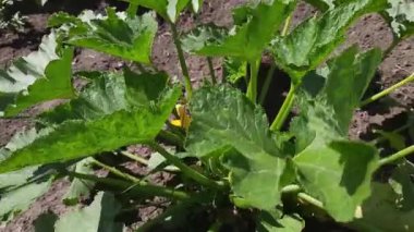 Vegetable marrow plant on a field in sunny windy weather