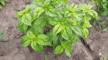 Bush of the green basil on a field, top view