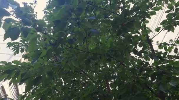 Süßkirschbaum Mit Reifen Beeren Blick Von Unten Nach Oben — Stockvideo