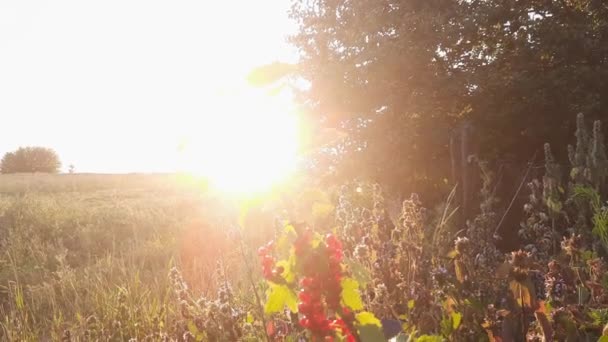 Branch Redcurrant Ripe Berries Sunset Backlit — Stockvideo
