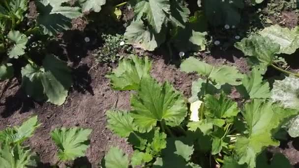 Vegetable Marrow Plants Field Sunny Windy Weather — Stock videók