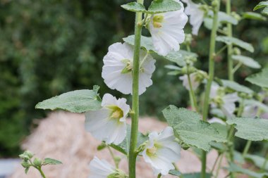 Bulanık arkaplanda beyaz çiçekli gülhatmi kökü, seçici odak noktasında yakın plan