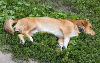 Doping zencefilli melez köpek bir çimenlikte yatıyor düğüm otuyla kaplanmış.