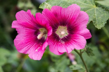 Bulanık bir arkaplanda, seçici odak noktasında, gülgülgüllerin mor çiçekleri