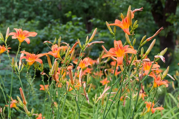 Tallos Lirio Con Flores Color Naranja Capullos Flores Sobre Fondo — Foto de Stock