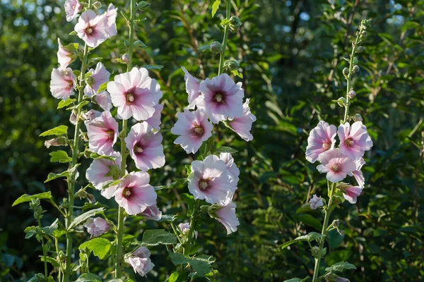 Tallos Hollyhock Con Flores Color Púrpura Claro Sobre Fondo Borroso — Foto de Stock