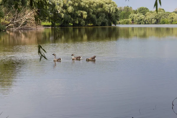 夏の日にいくつかの国内の灰色のガチョウが池に浮かんでいる農村風景 — ストック写真
