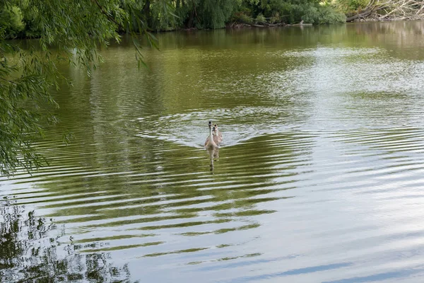 Paisagem Rural Com Vários Gansos Cinzentos Domésticos Flutuando Lagoa Dia — Fotografia de Stock