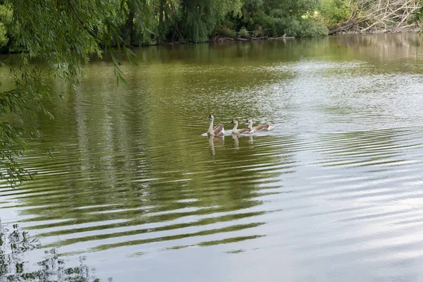 Landsbygdslandskap Med Flera Inhemska Grå Gäss Som Flyter Dammen Sommardagen — Stockfoto