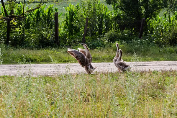 Evcil Gri Kazlar Çayırda Yürüyorlar Içlerinden Biri Kanatlarını Çırpıyor — Stok fotoğraf