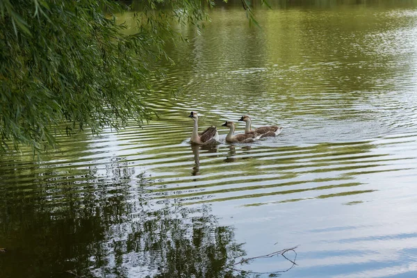 Les Oies Grises Domestiques Flottent Sur Étang Avec Des Branches — Photo