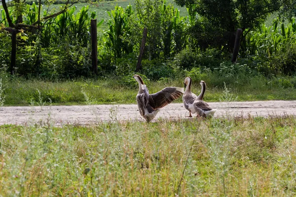 Evcil Gri Kazlar Çayırda Yürüyorlar Içlerinden Biri Kanatlarını Çırpıyor — Stok fotoğraf