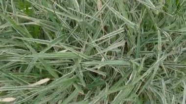 Süslü sazdan çalılar. Islak yapraklı Carex Morrowii çeşidi.