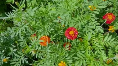 Turuncu ve kırmızı çiçekli Fransız kadife çiçekleri