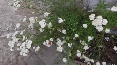 Stems of blooming yarrow under falling water on concrete surface