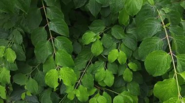 Branches of green osier with leaves covered with water drops