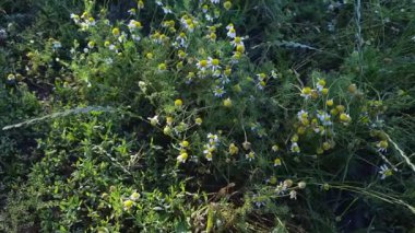 Çiçekli papatyalar çayırda diğer otların arasında.