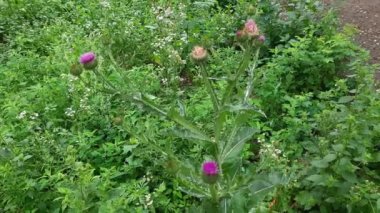 Diğer bitkilerin arasında çiçek açan devedikeni.