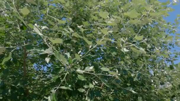 Větve Bílých Topolových Stromů Letním Slunečném Dni — Stock video