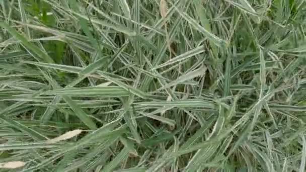 Bush Ornamental Edge Carex Morrowii Variety Wet Leaves — Stock video